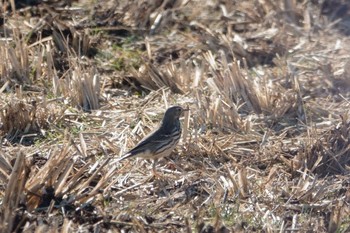 Water Pipit 平塚田んぼ Sun, 1/10/2021