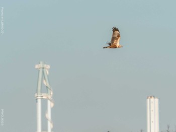 チュウヒ 葛西臨海公園 2021年1月21日(木)