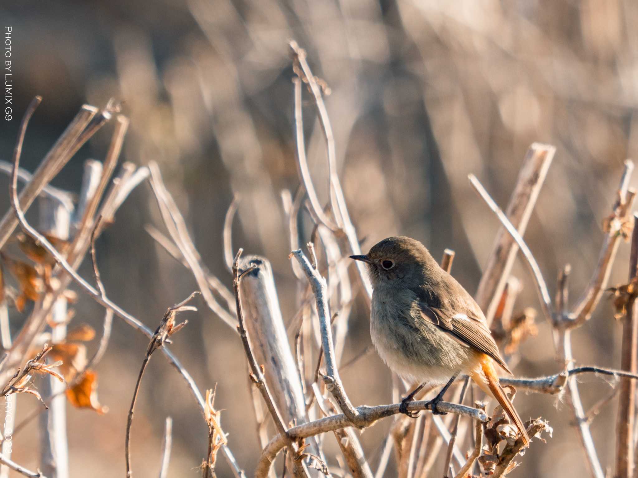 葛西臨海公園 ジョウビタキの写真 by Ryo_9023