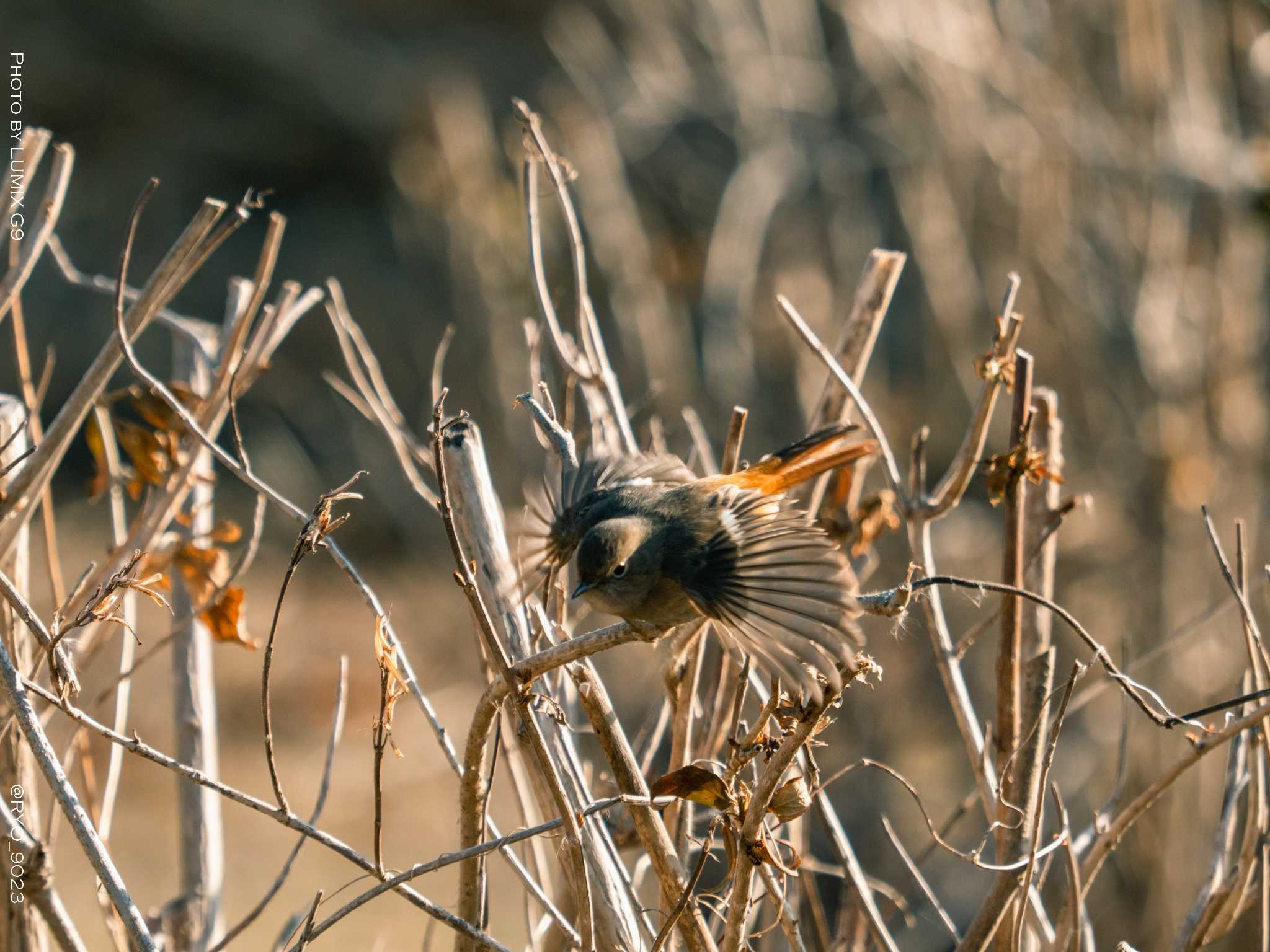 葛西臨海公園 ジョウビタキの写真 by Ryo_9023