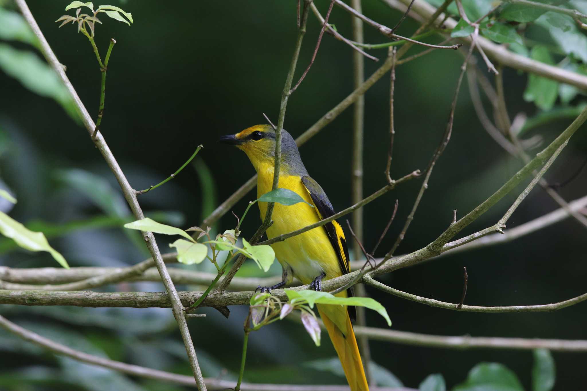 Scarlet Minivet