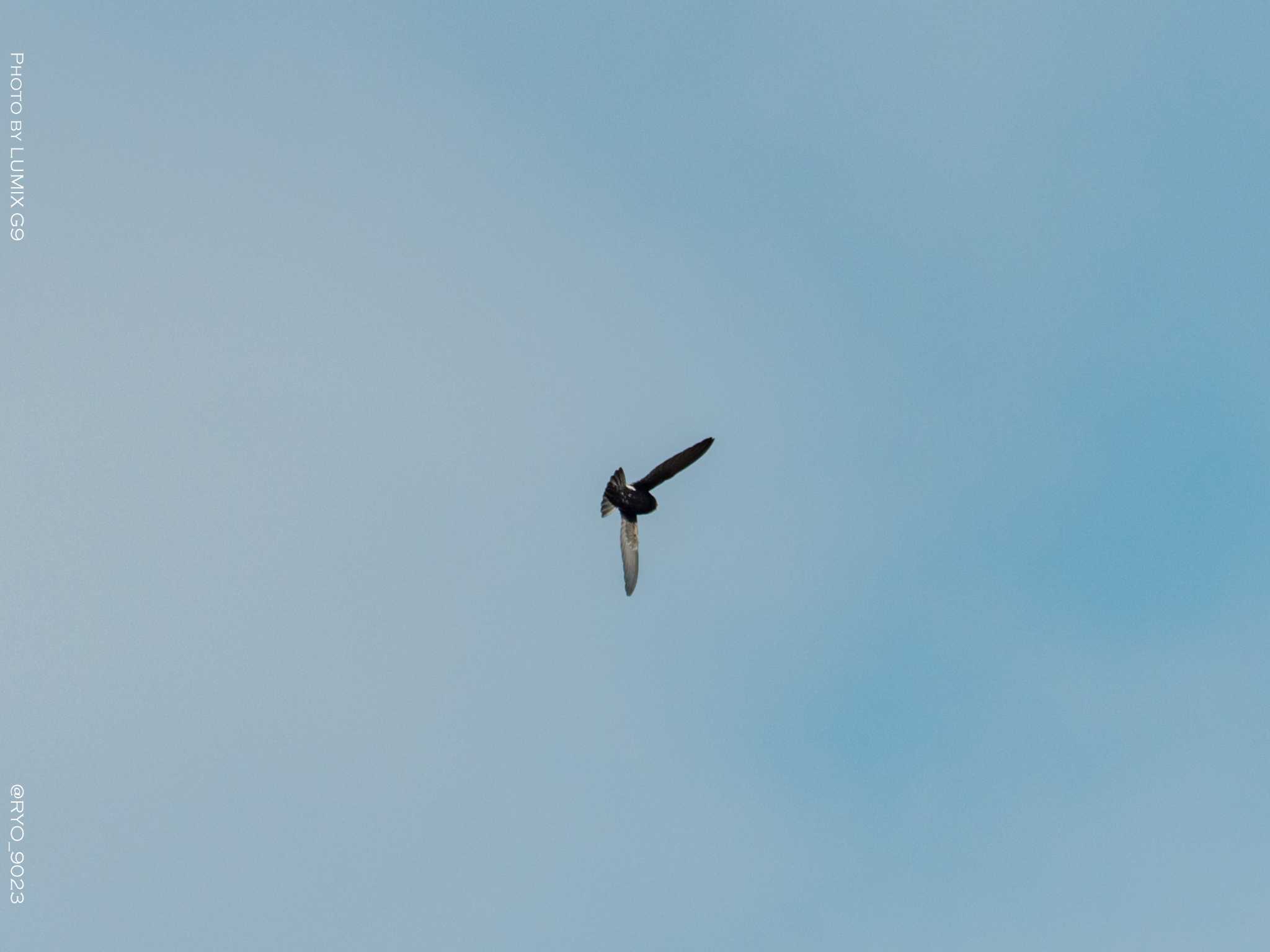 Photo of House Swift at Kasai Rinkai Park by Ryo_9023