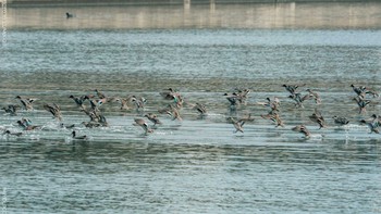 マガモ 葛西臨海公園 2021年1月21日(木)