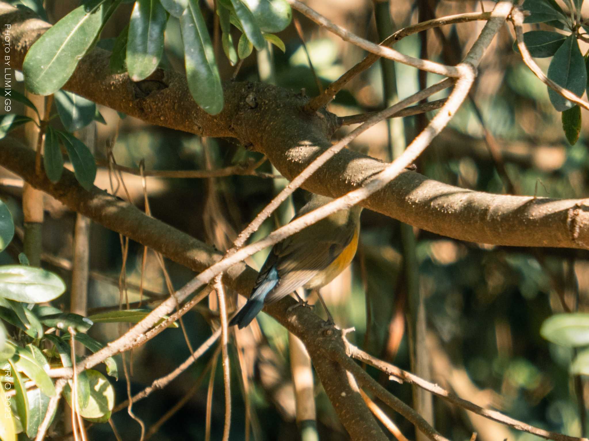 Photo of Red-flanked Bluetail at Kasai Rinkai Park by Ryo_9023