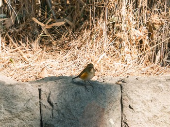 Red-flanked Bluetail Kasai Rinkai Park Thu, 1/21/2021