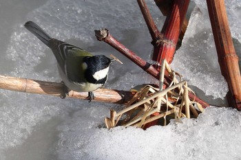 Japanese Tit 函館市亀田川 Sat, 2/4/2017