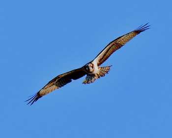 Osprey 川島町白鳥飛来地 Wed, 12/14/2016