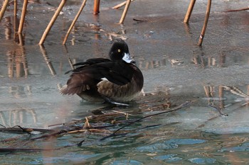 Tufted Duck 函館市亀田川 Sat, 2/4/2017