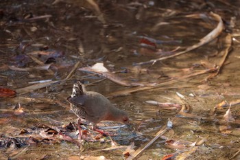 Ruddy-breasted Crake Shin-yokohama Park Sat, 1/16/2021