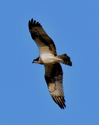 Osprey 川島町白鳥飛来地 Wed, 12/14/2016