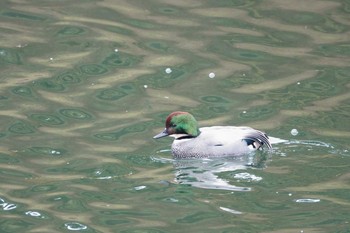 2021年1月11日(月) 皇居 馬場崎堀 日比谷堀 二重橋堀の野鳥観察記録