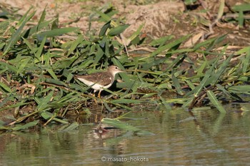 Spotted Sandpiper El Chiru Fri, 1/11/2019