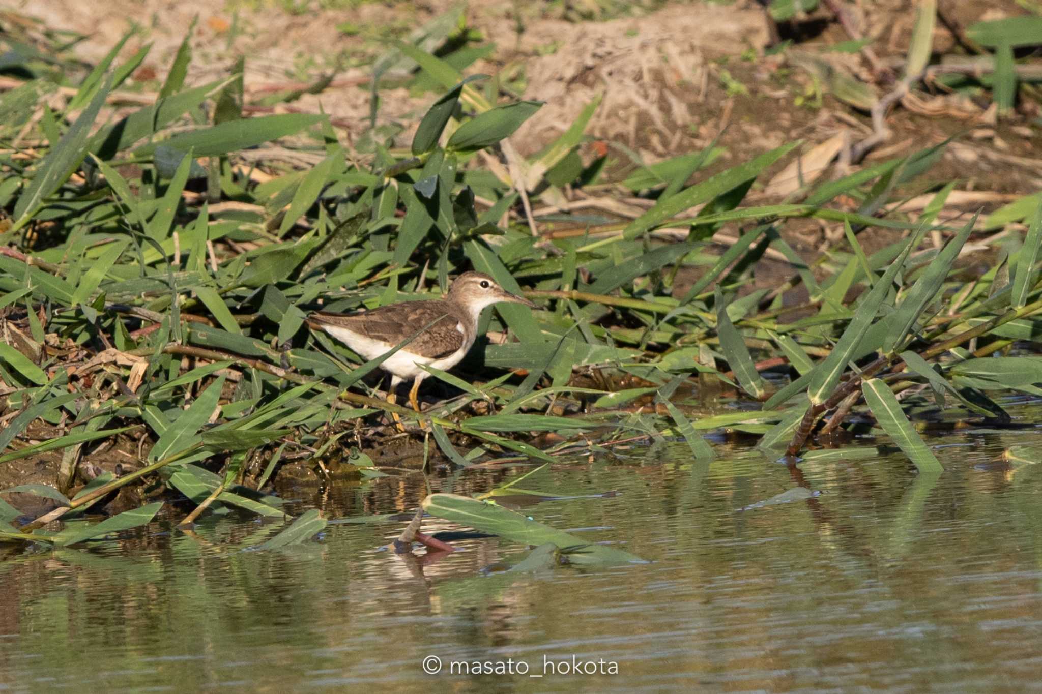 Photo of Spotted Sandpiper at El Chiru by Trio