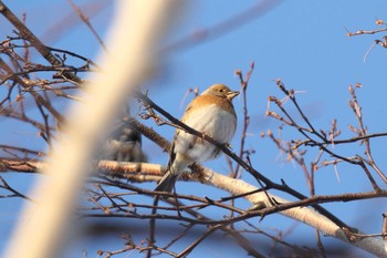 Sat, 1/23/2021 Birding report at 北海道 函館市 東山