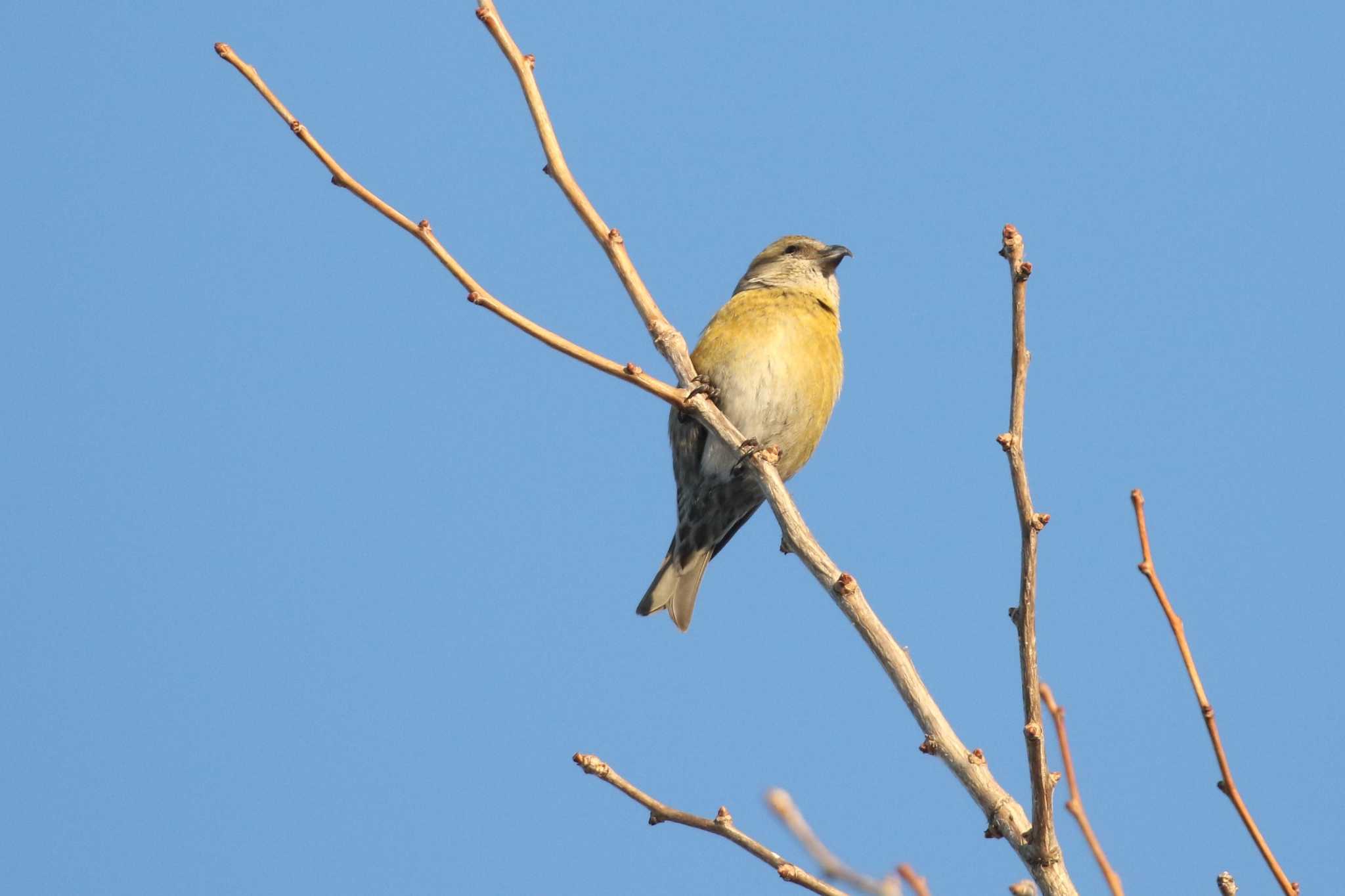 Red Crossbill