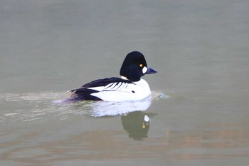 2021年1月23日(土) 北海道　函館市　松倉川の野鳥観察記録