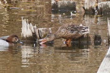 ハシビロガモ 都立浮間公園 2021年1月17日(日)