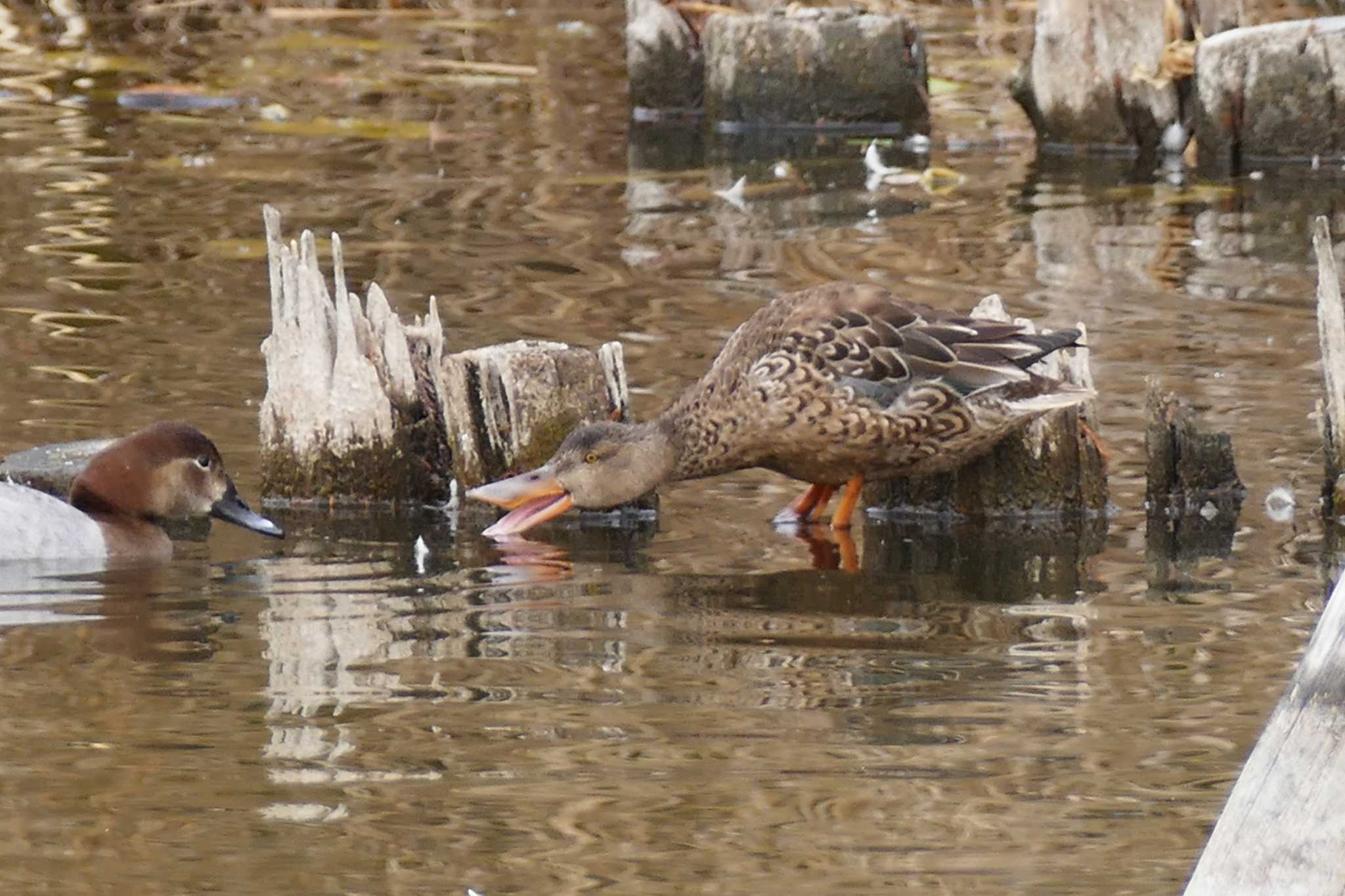 Photo of Northern Shoveler at Ukima Park by アカウント5509