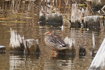 Northern Shoveler Ukima Park Sun, 1/17/2021