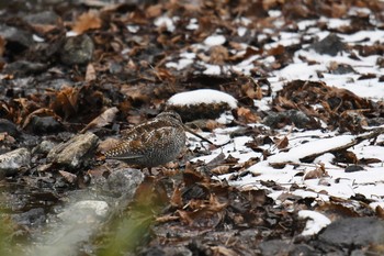 Solitary Snipe 奥日光 Sat, 12/5/2020