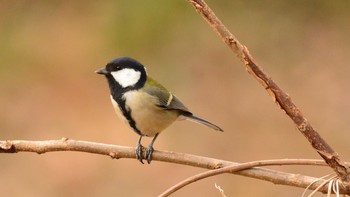 シジュウカラ 北本自然観察公園 2021年1月11日(月)