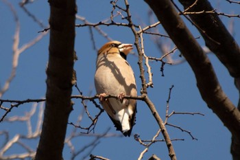 2021年1月19日(火) 三ツ池公園(横浜市鶴見区)の野鳥観察記録