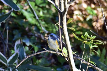 Red-flanked Bluetail Satomi Park Fri, 12/16/2016