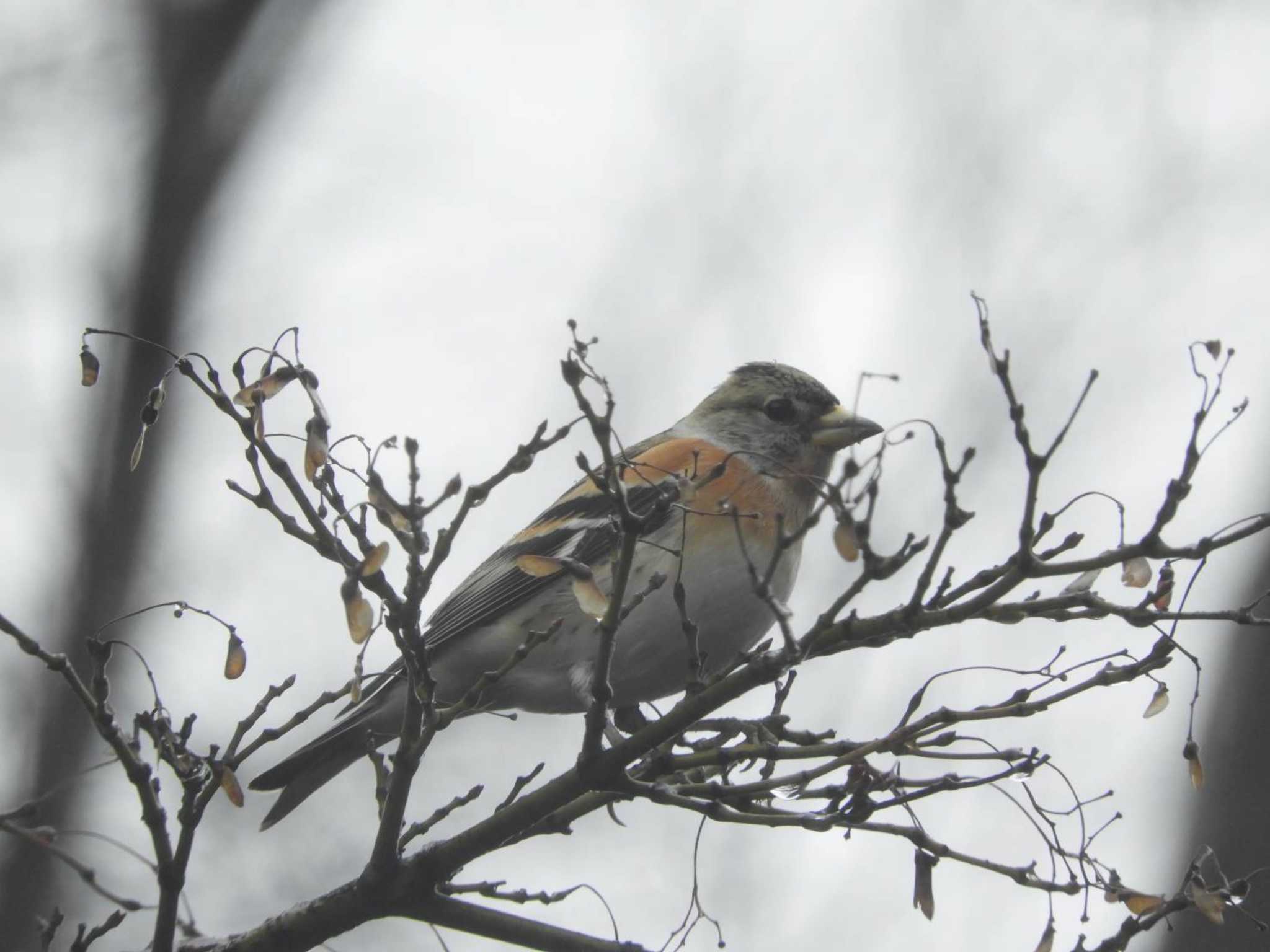 Brambling