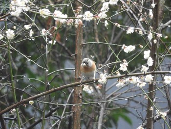 2021年1月23日(土) 奈良公園の野鳥観察記録