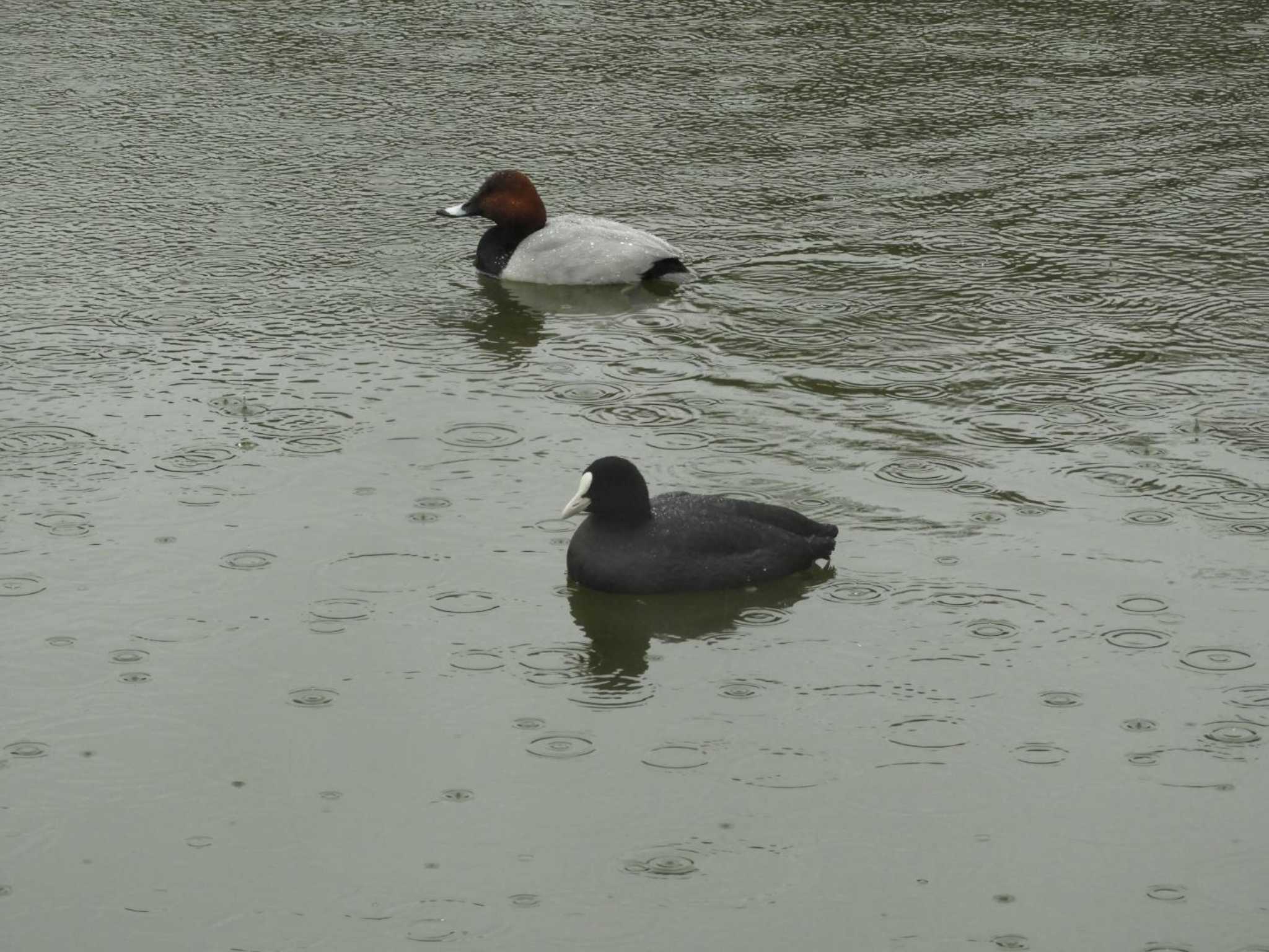 Eurasian Coot