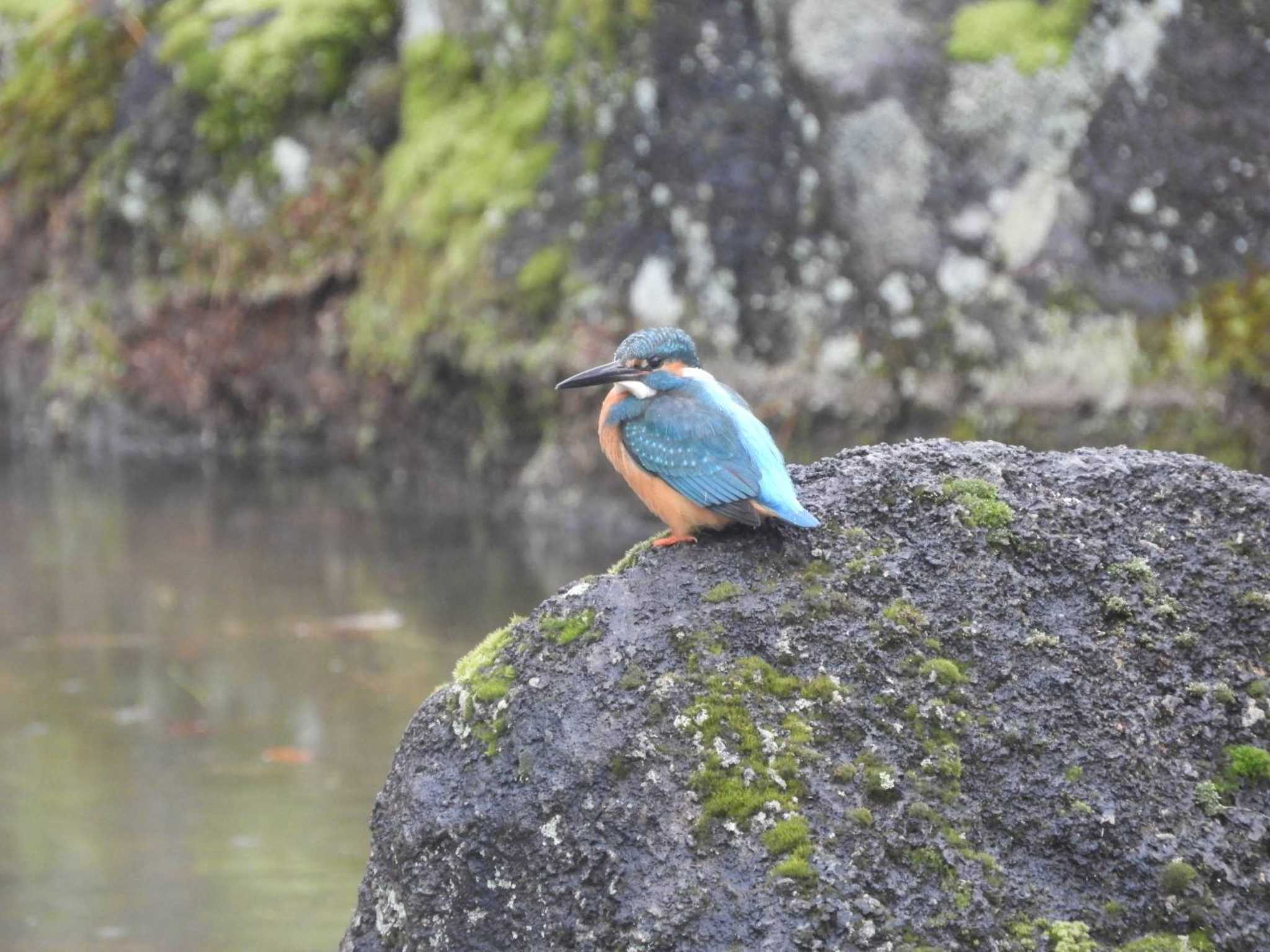 Common Kingfisher