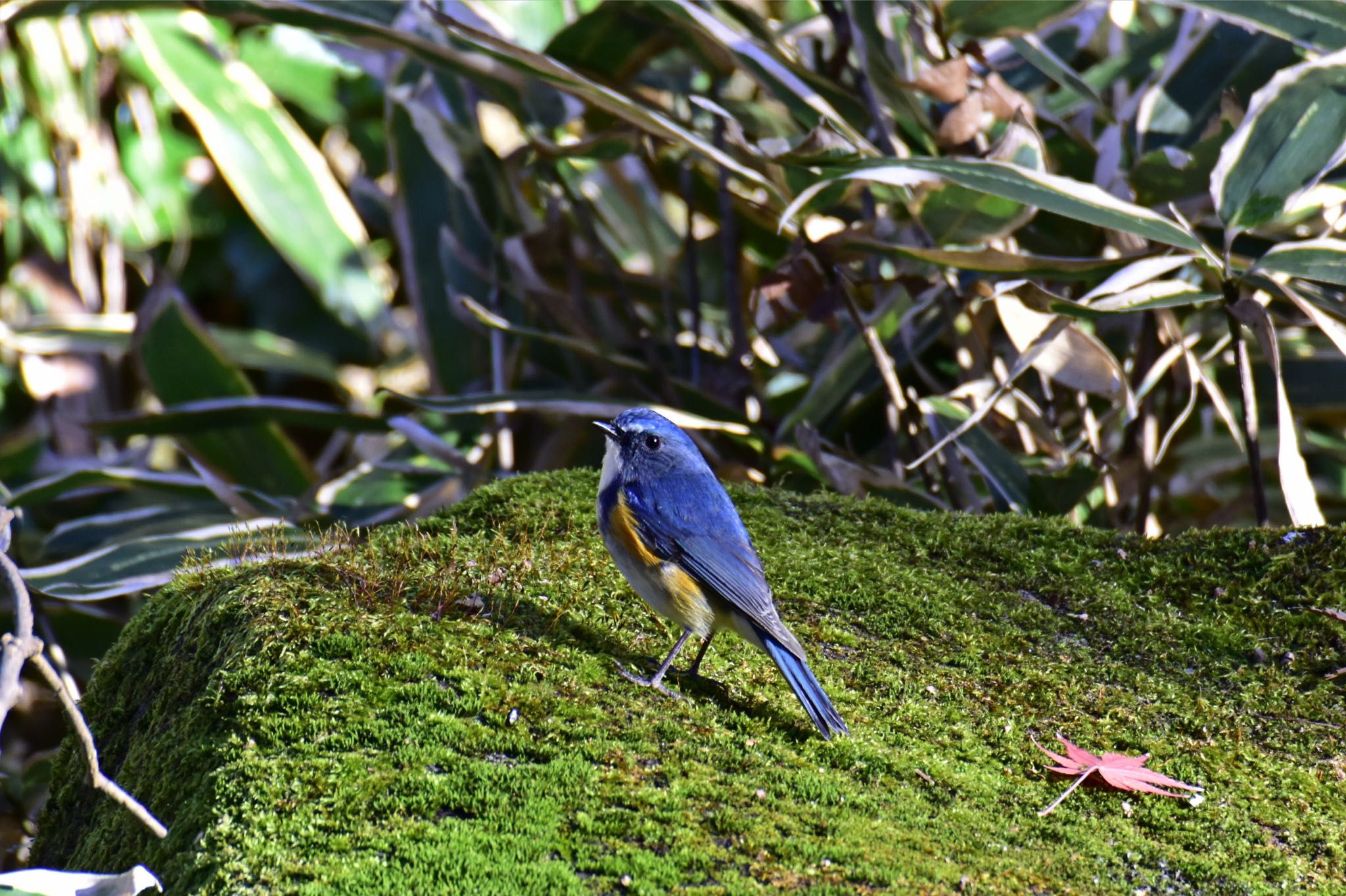 Photo of Red-flanked Bluetail at Satomi Park by サイゼリアン