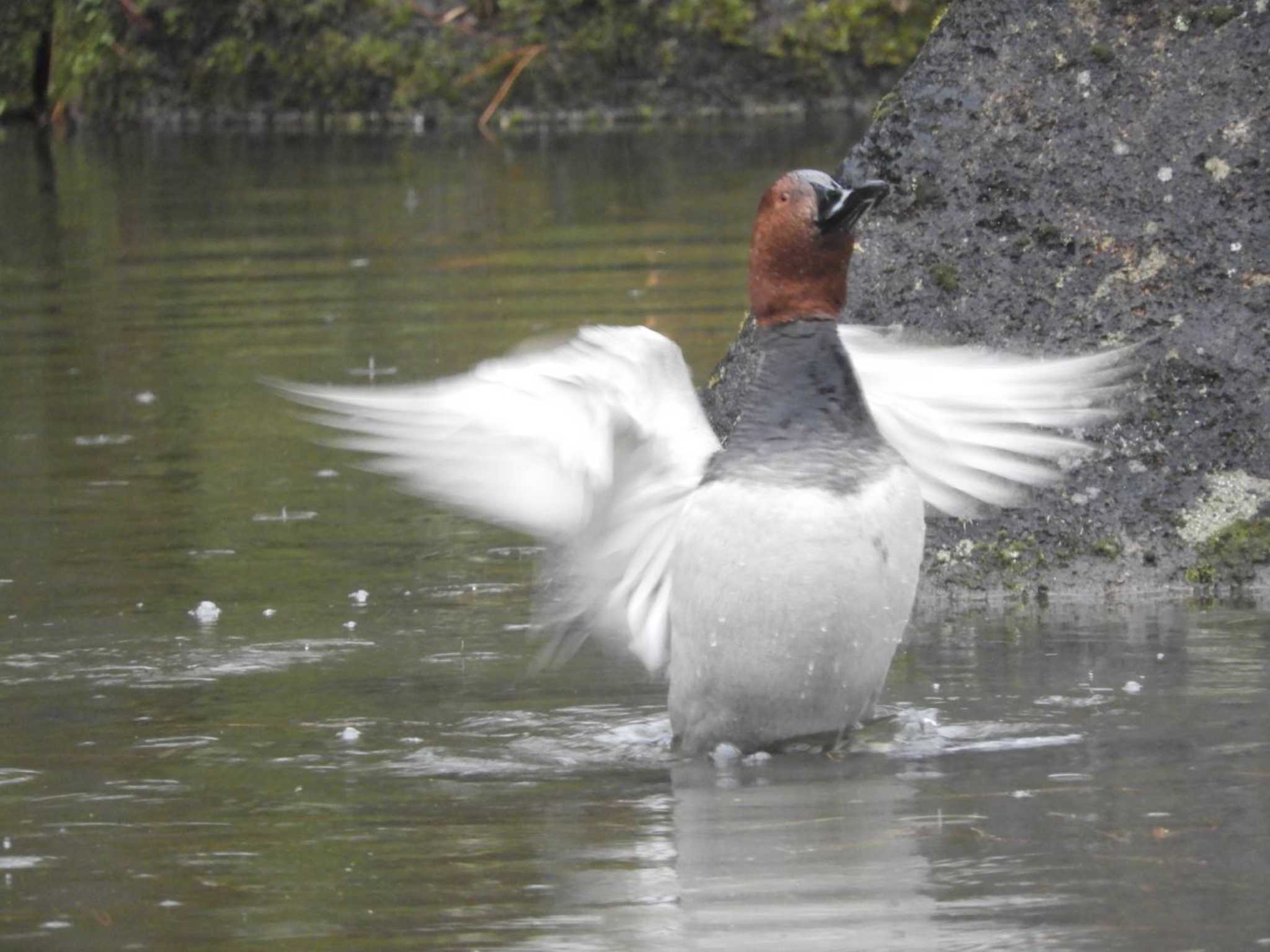 Common Pochard