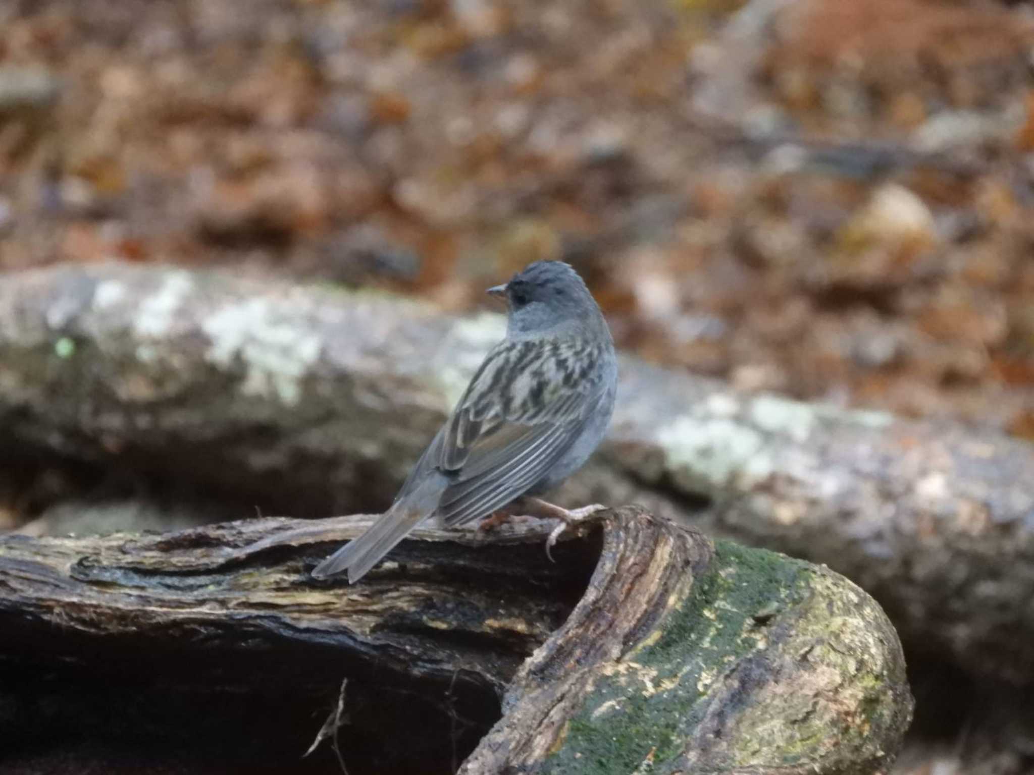 Grey Bunting