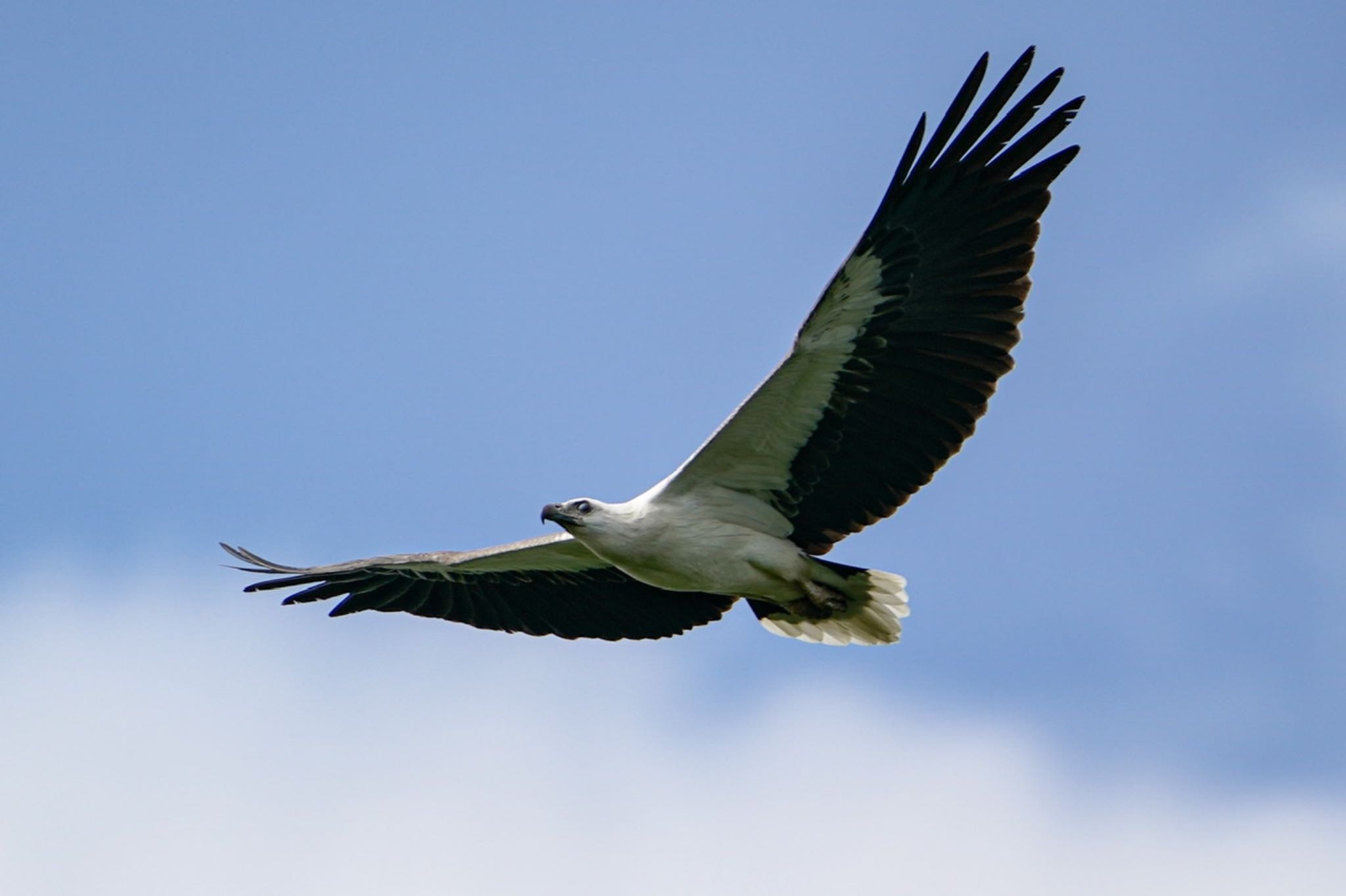 Sungei Buloh Wetland Reserve シロハラウミワシの写真 by T K