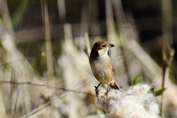 Bull-headed Shrike 大町自然観察園 Fri, 12/16/2016