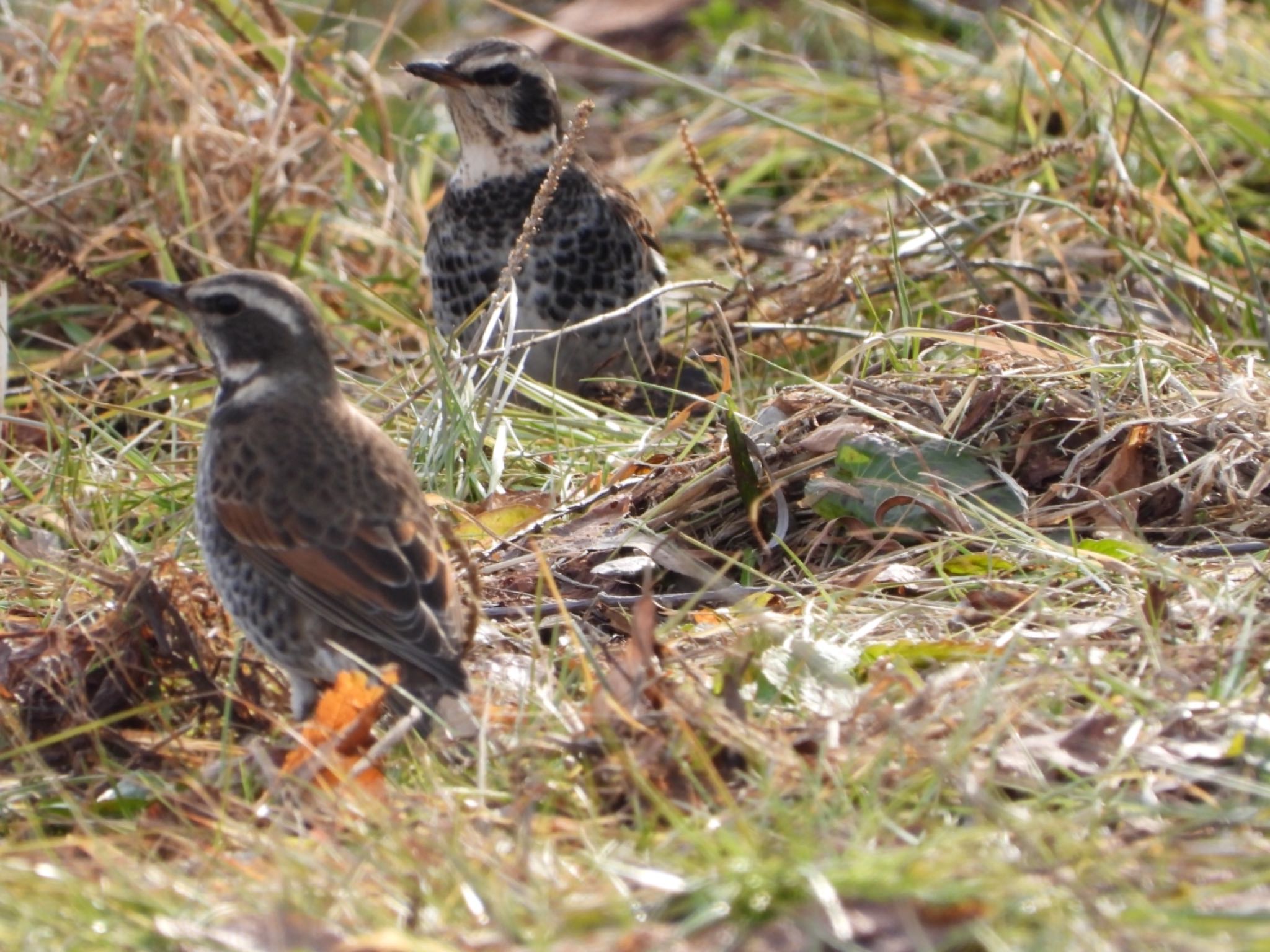 Photo of Dusky Thrush at Aobayama Park by くーちゃんねる