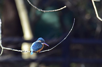 Fri, 12/16/2016 Birding report at 大町自然観察園