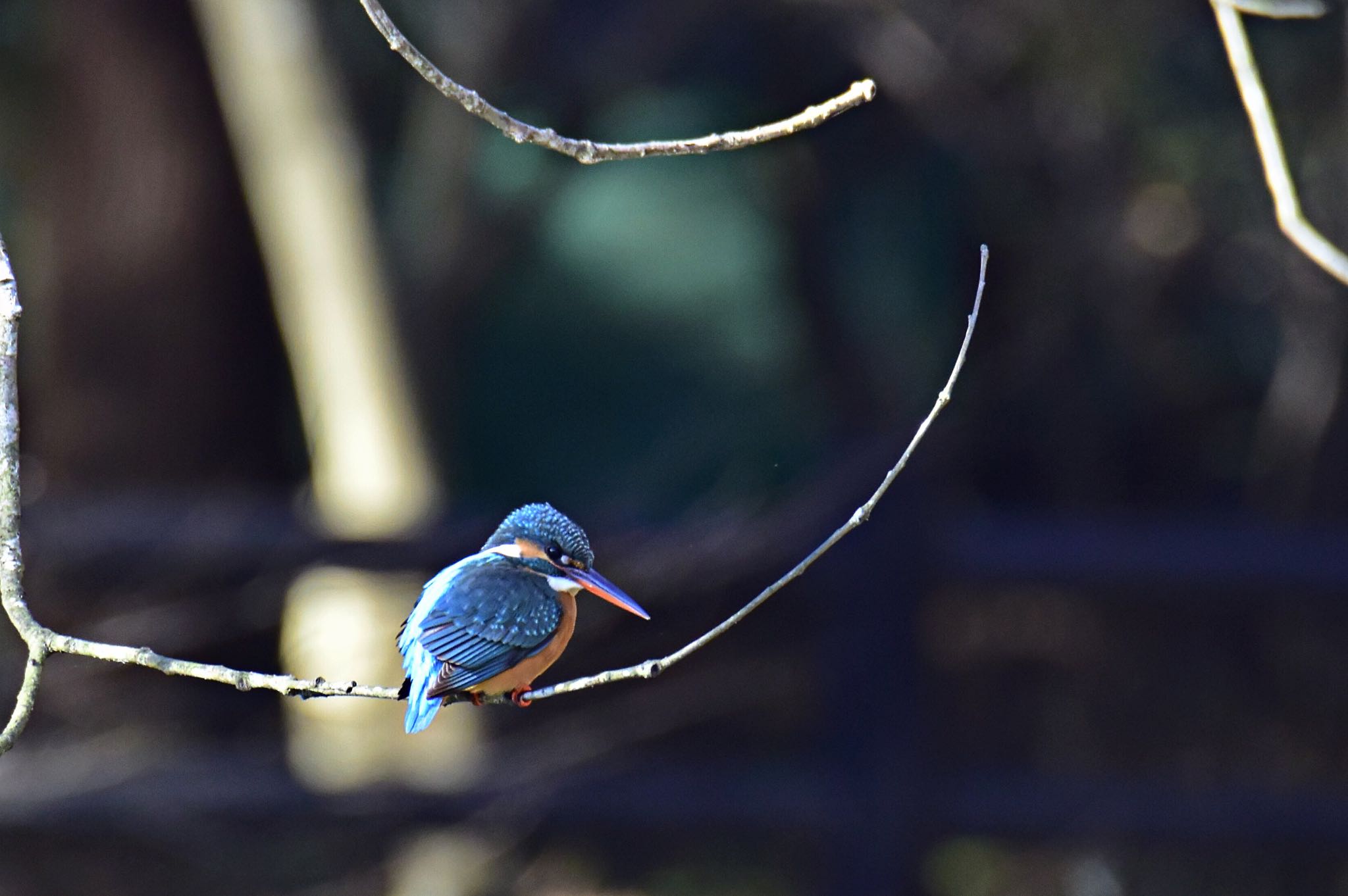 Photo of Common Kingfisher at 大町自然観察園 by サイゼリアン