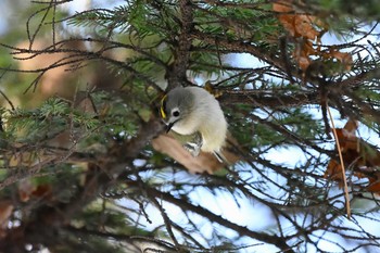 2021年1月22日(金) 北大研究林(北海道大学苫小牧研究林)の野鳥観察記録