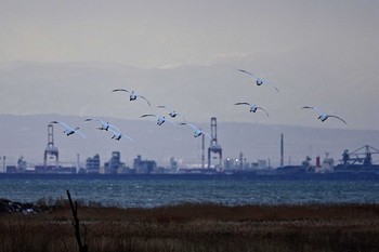 オオハクチョウ 鵡川河口 2021年1月22日(金)