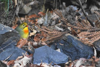 ソウシチョウ 福島県 2021年1月9日(土)