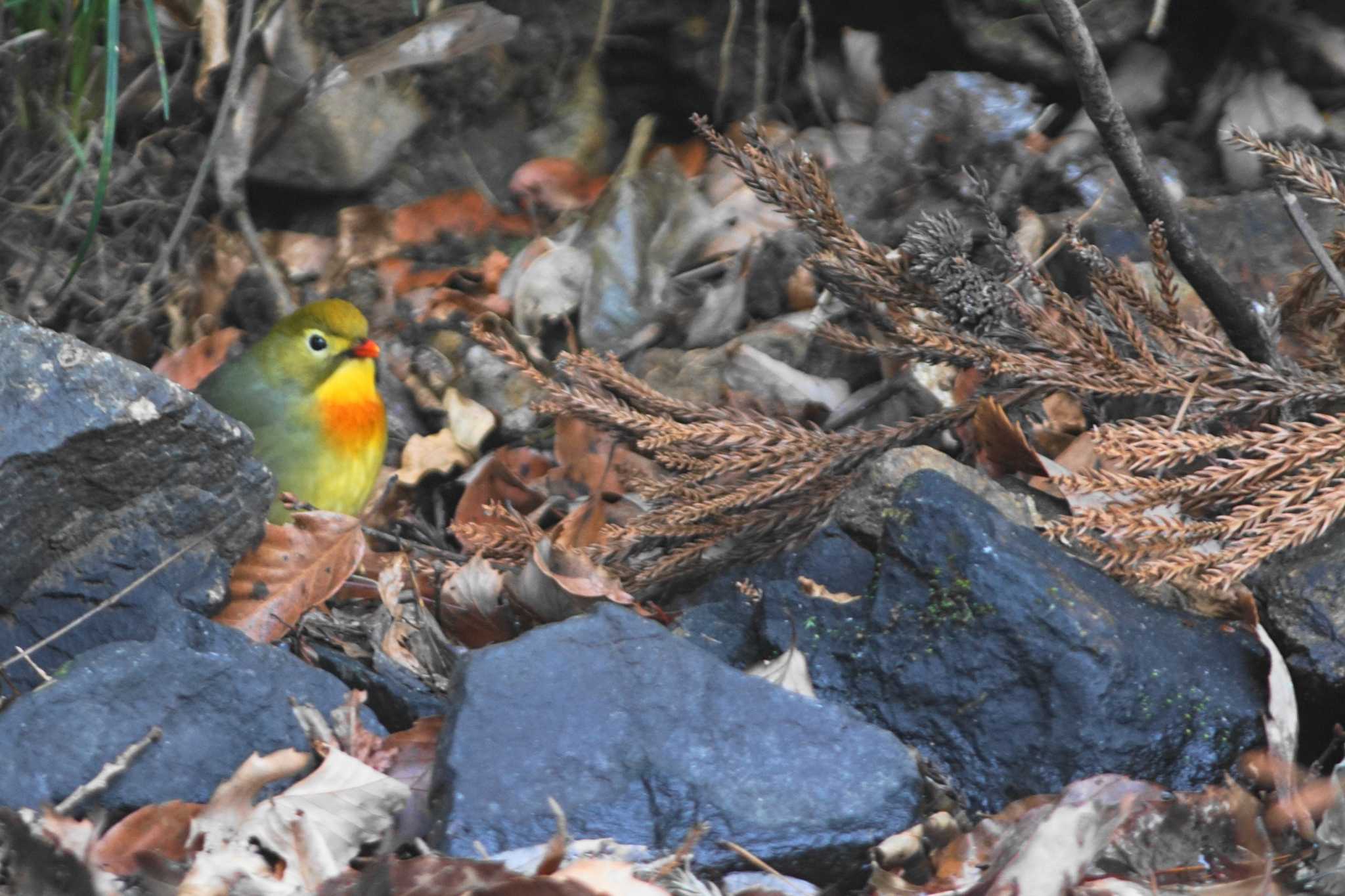 福島県 ソウシチョウの写真 by bea