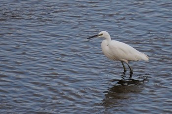 Little Egret 武庫川 Sat, 1/16/2021