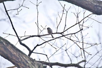 2021年1月22日(金) 北本自然観察公園の野鳥観察記録