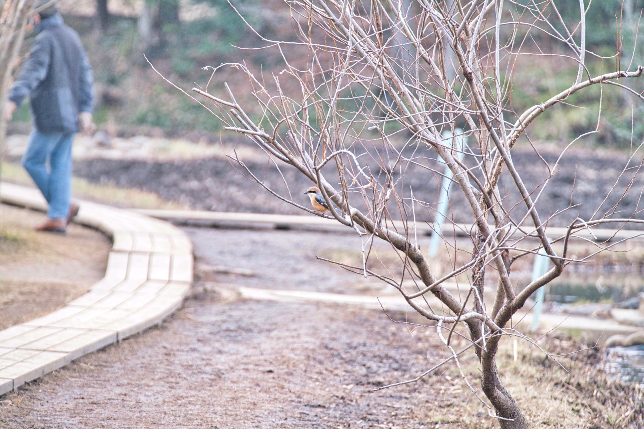 北本自然観察公園 モズの写真 by あおじさん