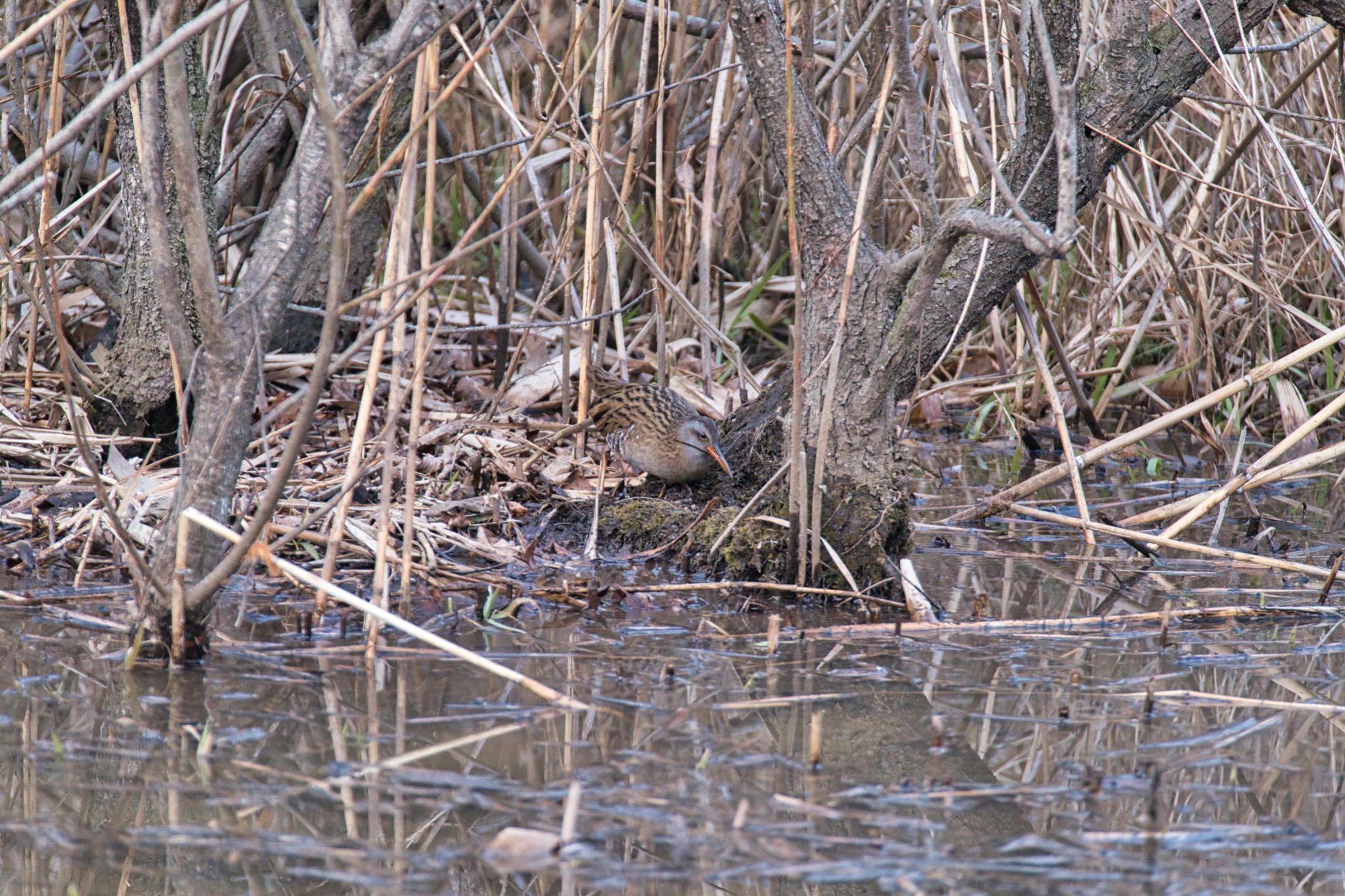 北本自然観察公園 クイナの写真 by あおじさん