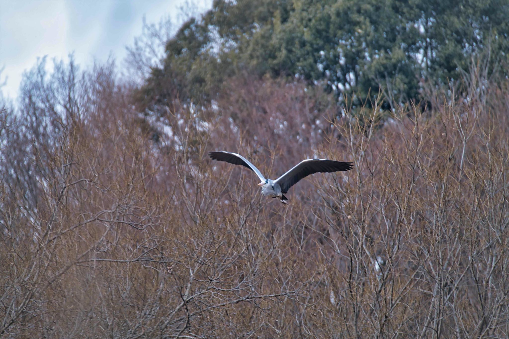 北本自然観察公園 アオサギの写真 by あおじさん