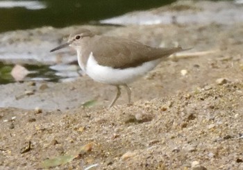 Common Sandpiper 稲永公園 Tue, 10/6/2020