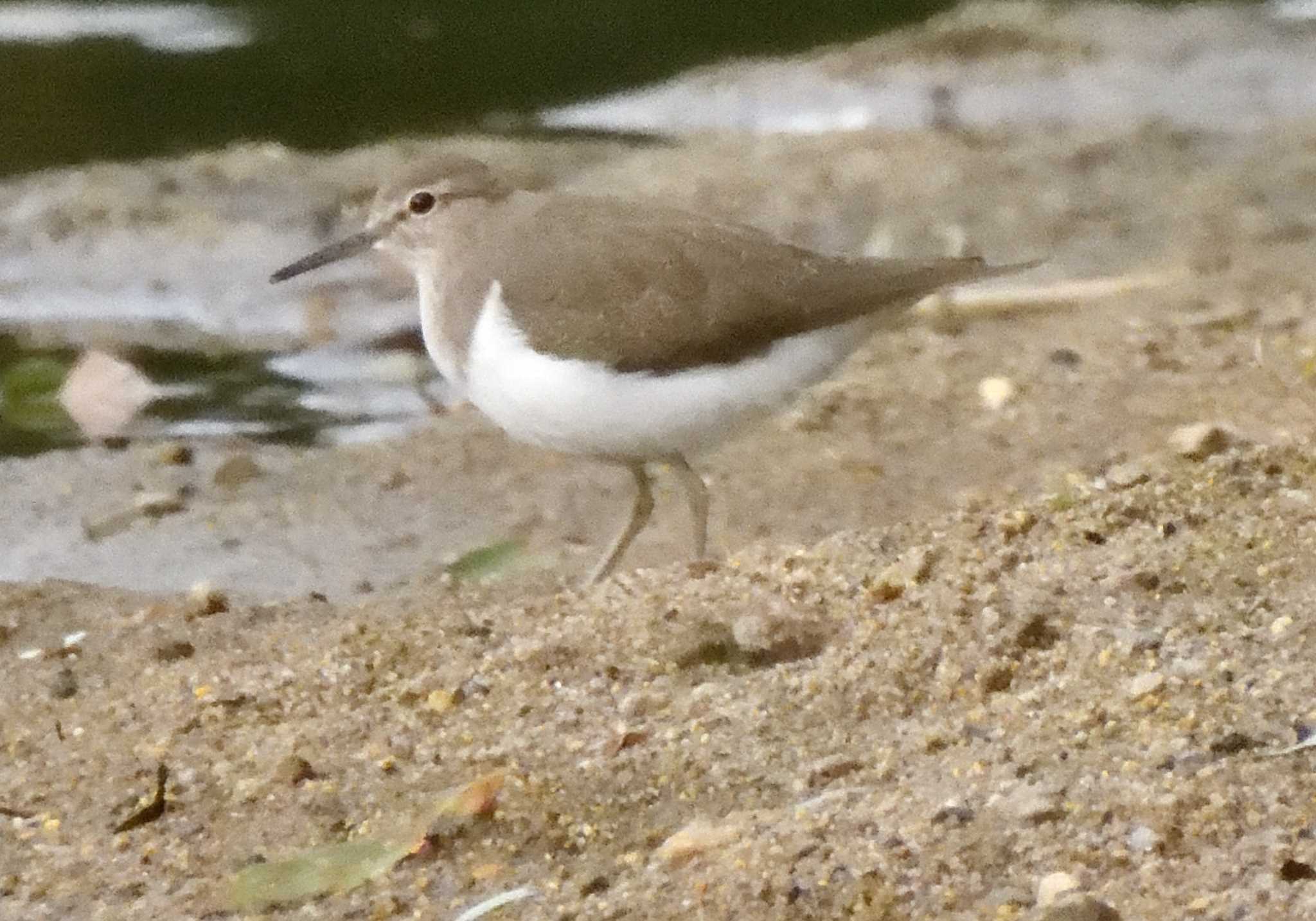 Photo of Common Sandpiper at 稲永公園 by よつくん